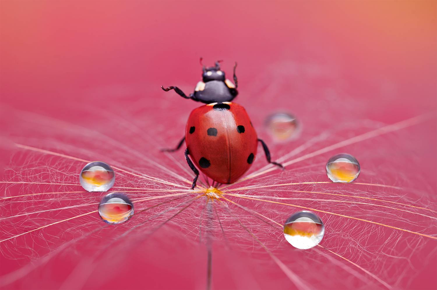 ceclii, macro, Цветан Ганев