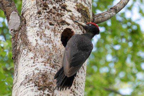 Чёрный богатырь