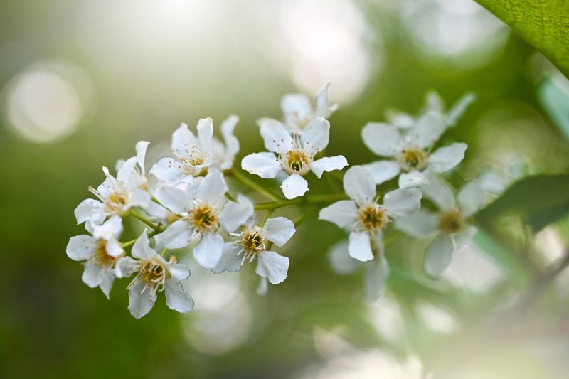 Черемуха фото превью