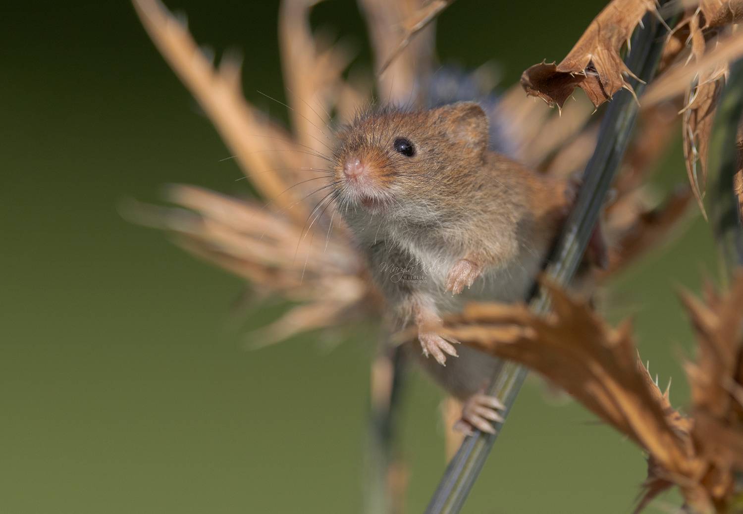 harvest mouse, mouse, rodent, animals, nature, wildlife, canon, MARIA KULA