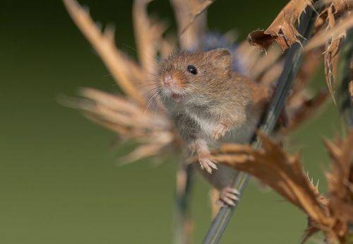 Harvest Mouse