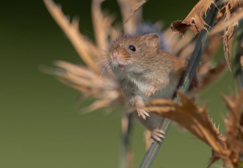 harvest mouse, mouse, rodent, animals, nature, wildlife, canon Harvest Mouse фото превью