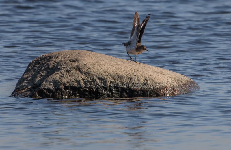 кулик, перевозчик, камень, вода, взлет, крылья Пошаговая инструкция - как взлететь фото превью