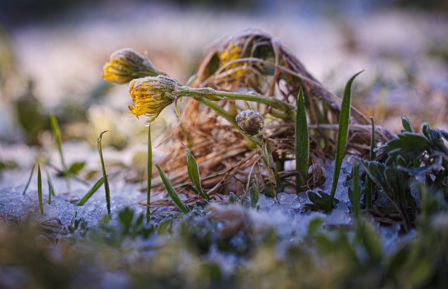 май снег Торбеево, Зеленько Дмитрий