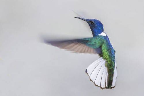 White Necked Jacobin