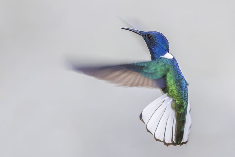 Nature, birds, Hummingbirds, Birds in flight,  White Necked Jacobin фото превью