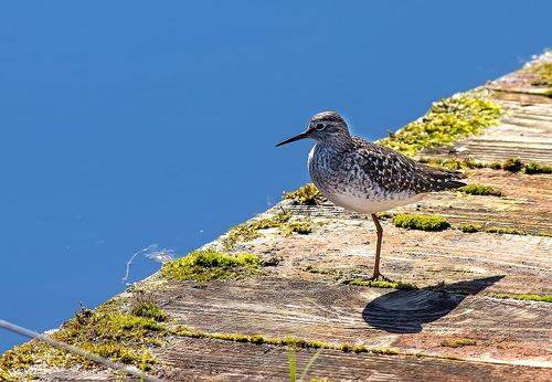Одноногий кулик