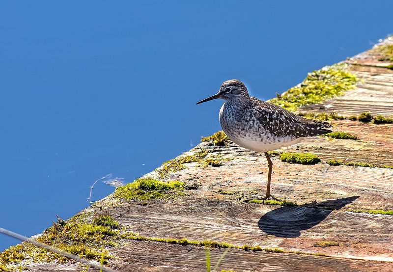 кулик, птицы, фифи, май, озеро, заповедник Одноногий кулик фото превью