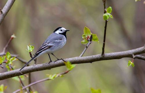 Белая трясогузка