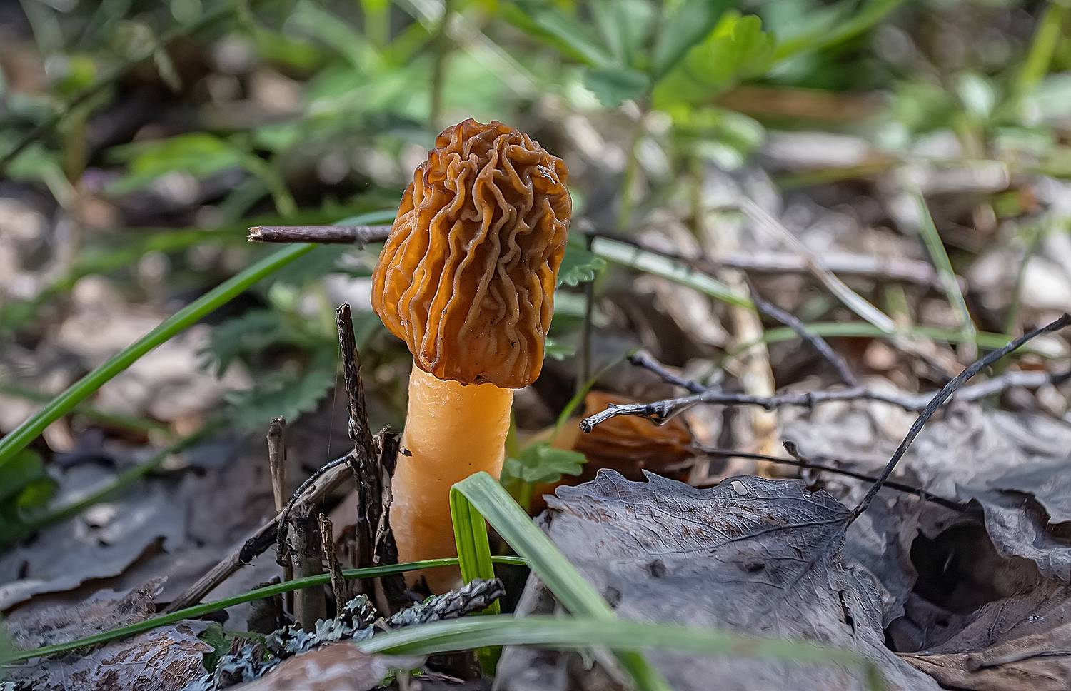 грибы, аскомицеты, сморчковая шапочка, лес, весна, Широких Александр