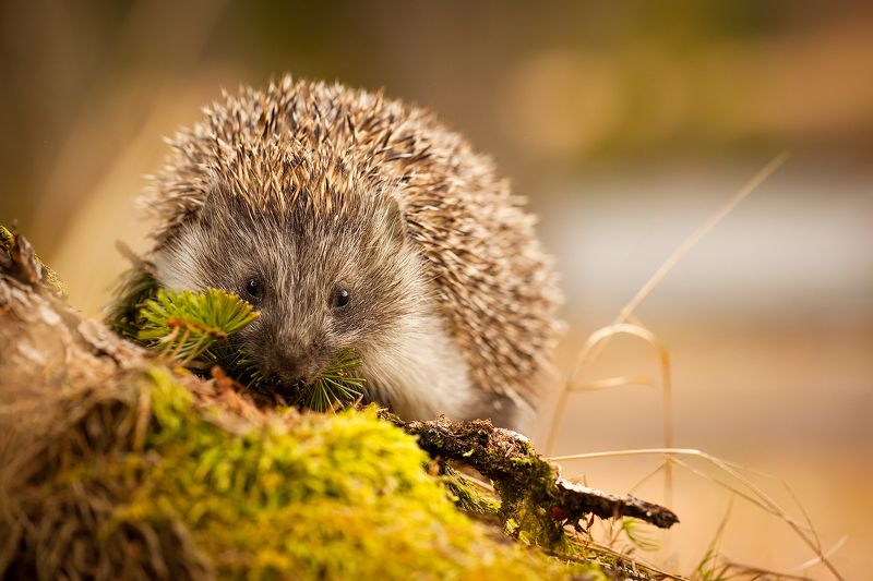 Hedgehog фото превью