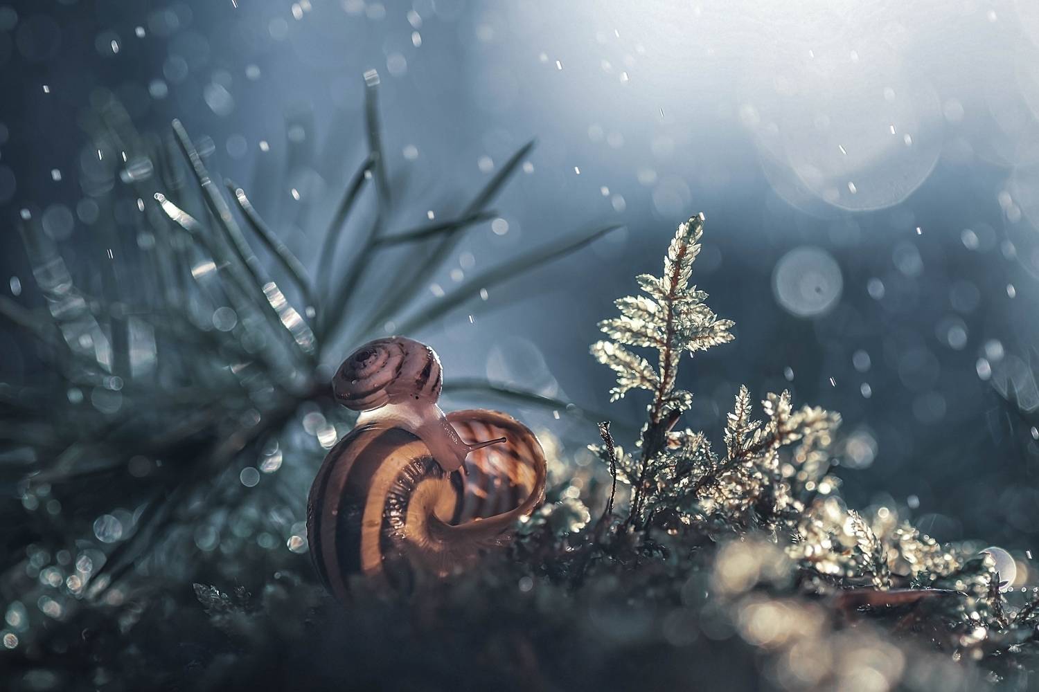 , Лапшина Владлена