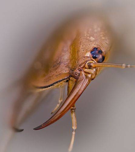 Окаймлённый плавунец - личинка