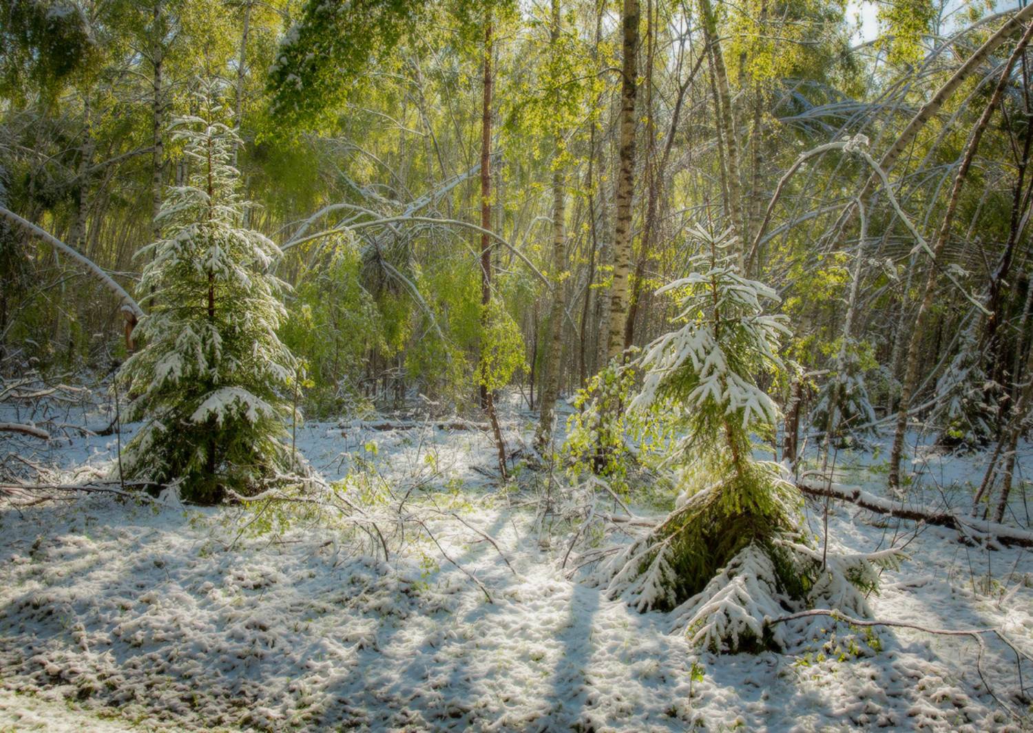 май весна снег причуды природы утро серково, Алексеев Дмитрий