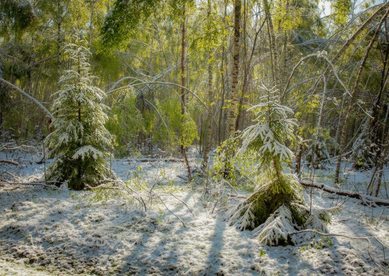 май весна снег причуды природы утро серково Майская дискотека фото превью