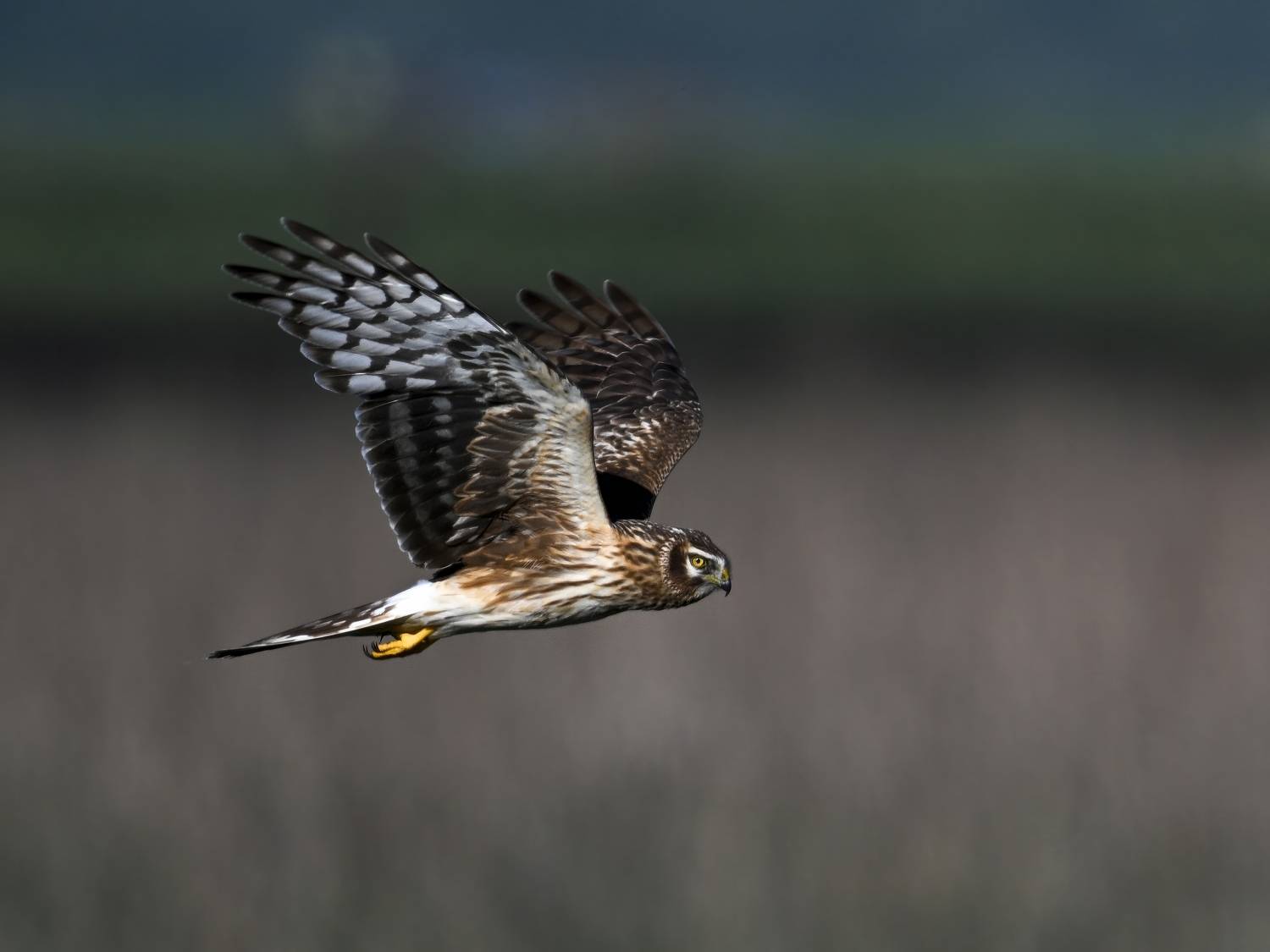 , Пупонин Сергей