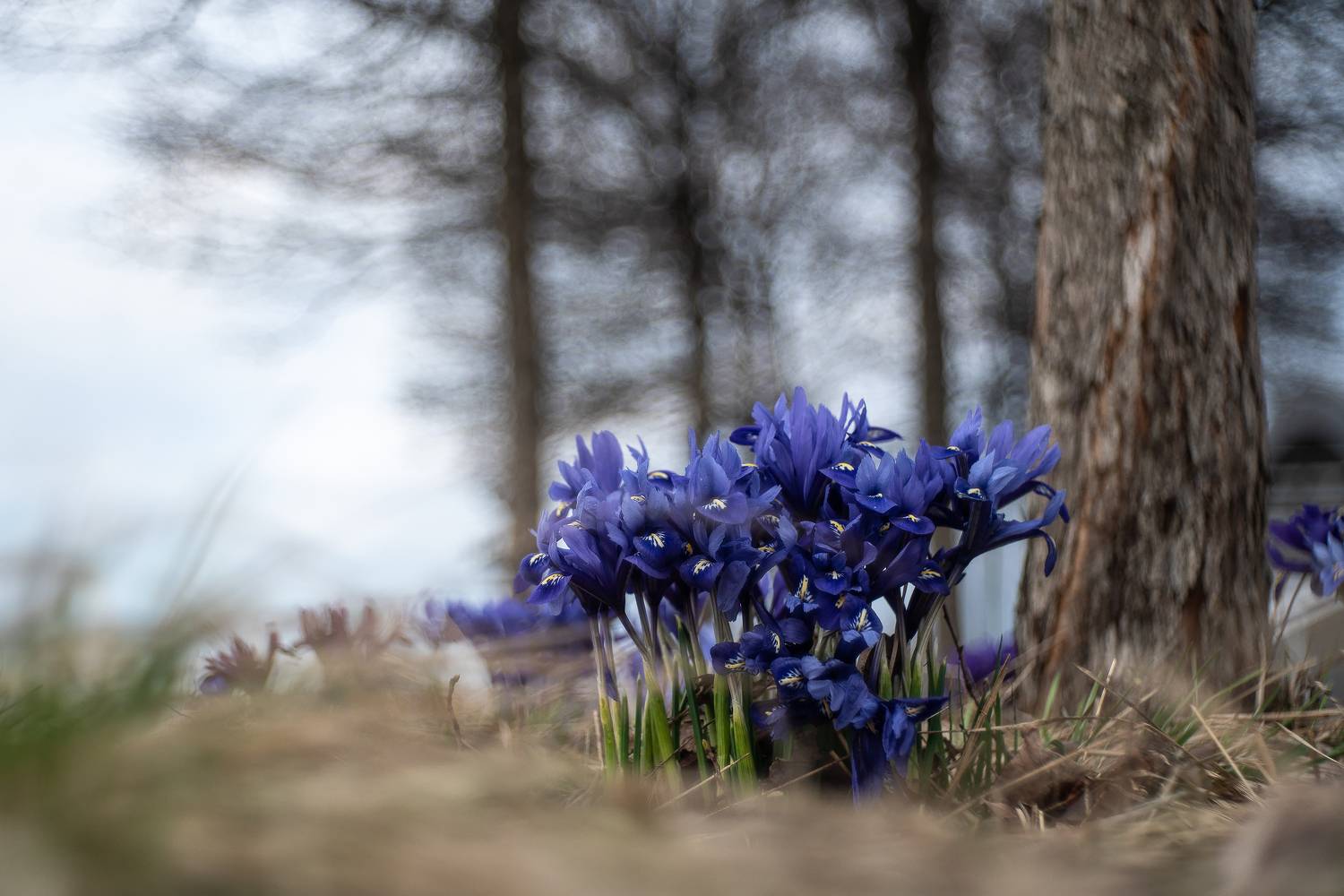 ирис весна пейзаж природа, Бакбак Тата