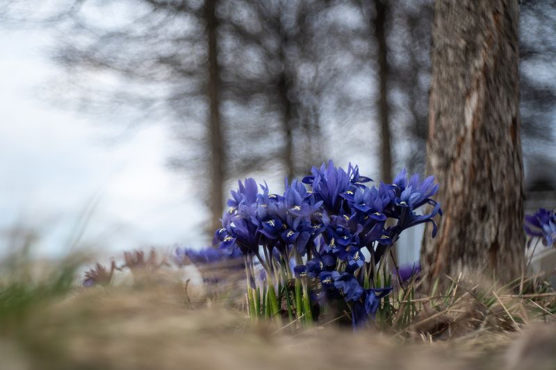 ирис весна пейзаж природа Про ирисы фото превью