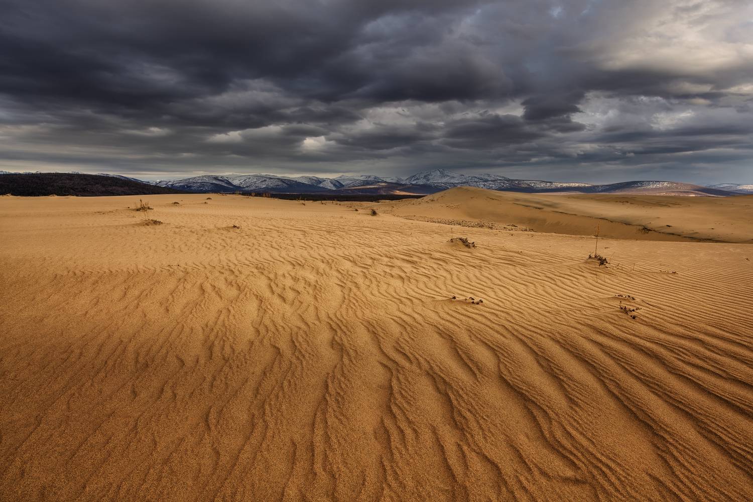 , Максим Евдокимов