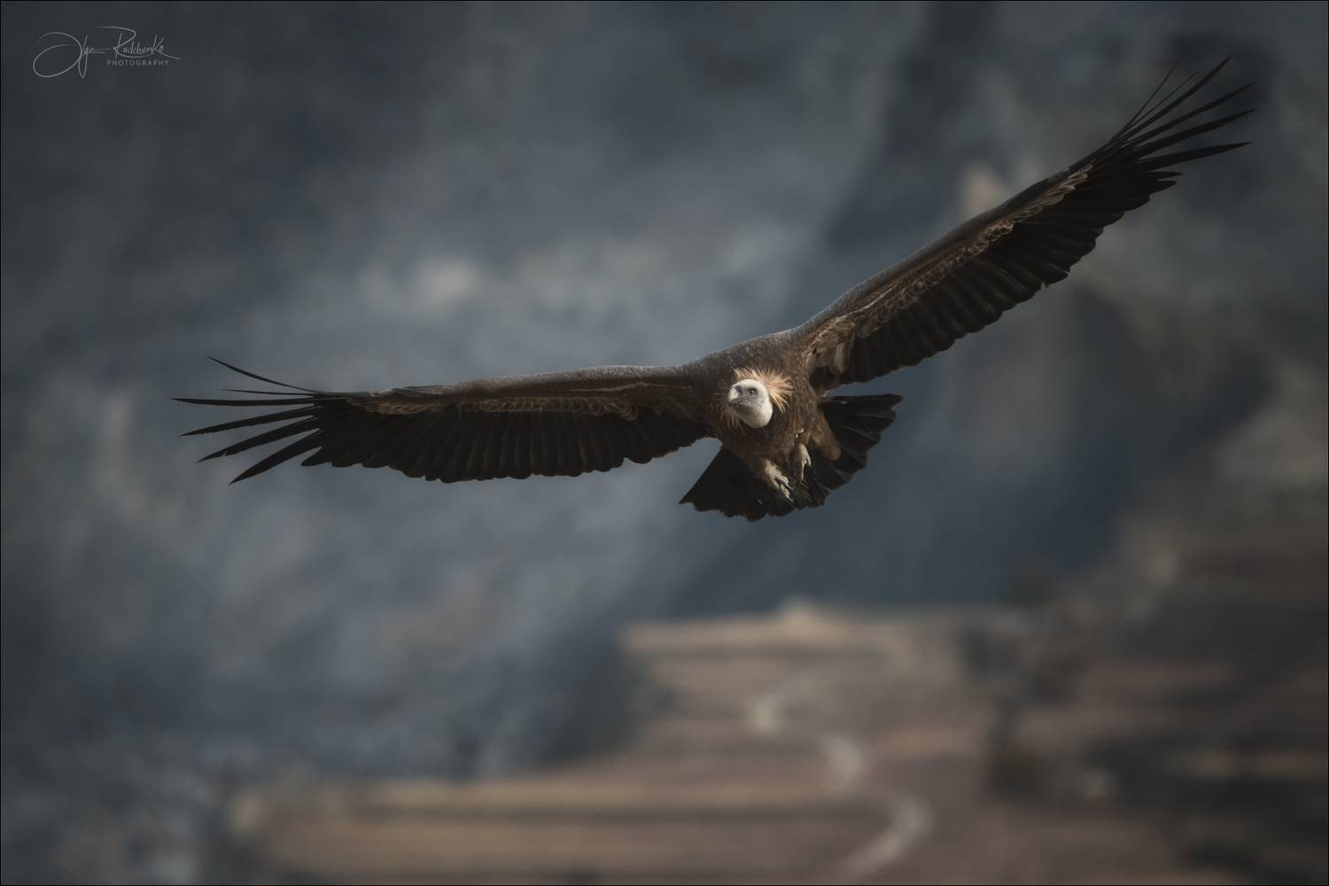 кавказ, дагестан, кудали, салта, белоголовыйсип, сип, природа, телевик, tamron150-600, Рудченко Ольга