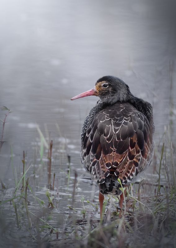 Турухтан Calidris pugnax фото превью