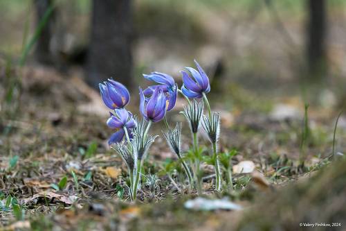 Сон-трава 2024