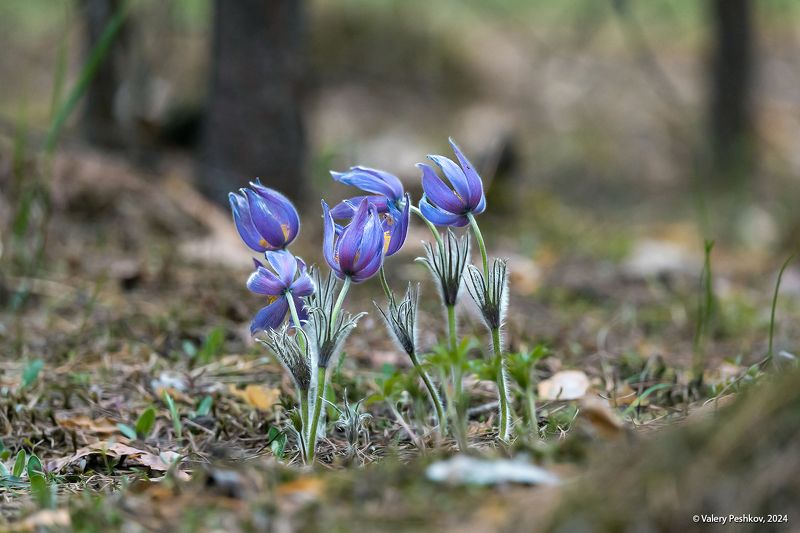 сон-трава, прострелы, весна, апрель, мещёра, рязанская область Сон-трава 2024 фото превью