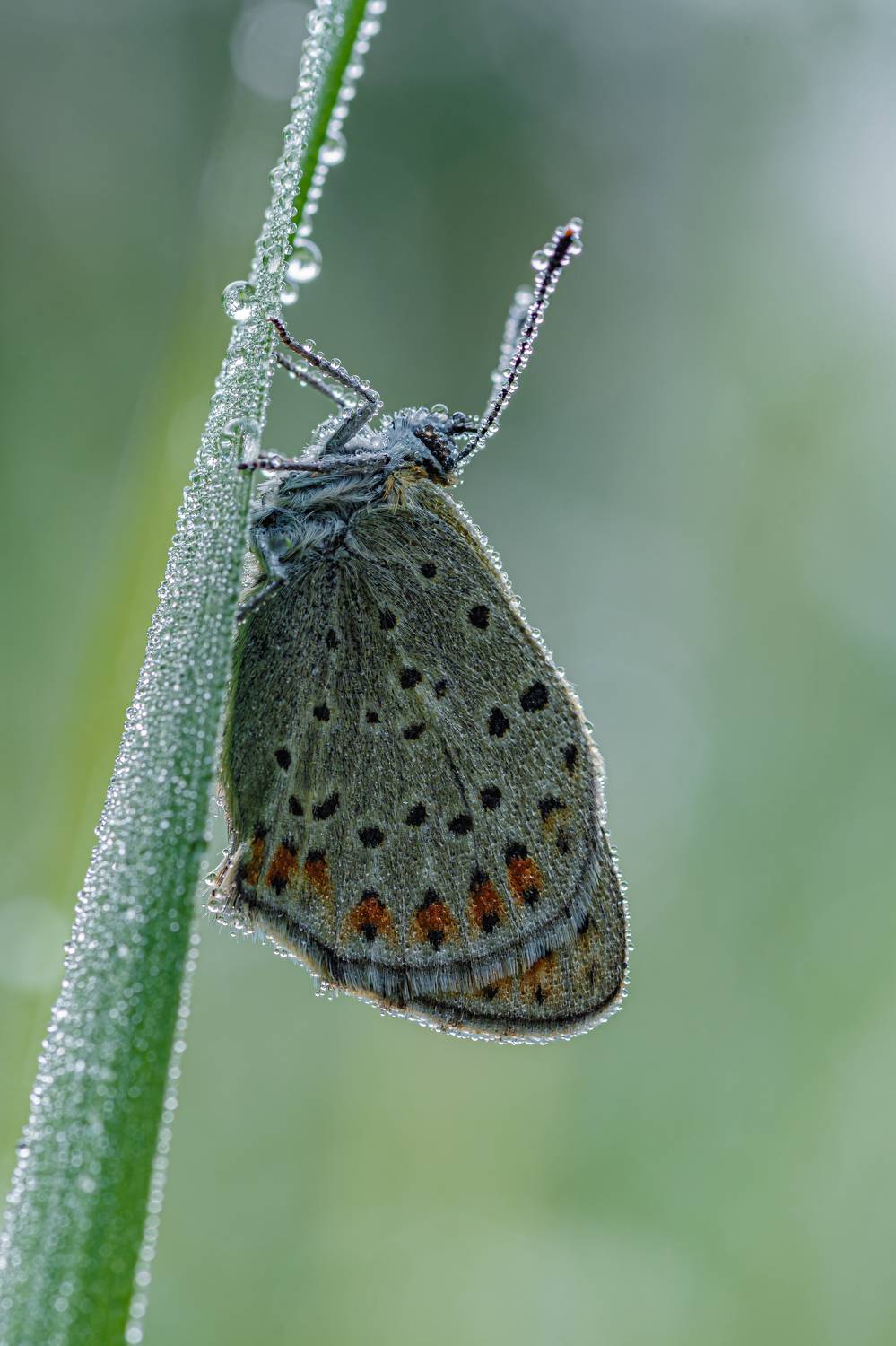 , Зайцев Роман