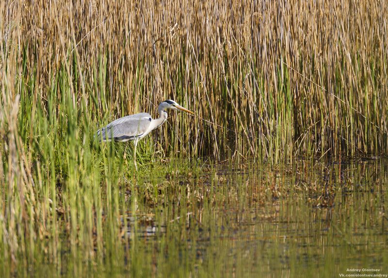 солнце, россия, рассвет, природа, подмосковье, погода, пейзажи, пейзаж, отражение, наукоград, красота, дубна, вода, весна, weather, water, spring, russia, reflection, naukograd, nature, moscow, landscape, dawn, canon, dubna, beauty Цапля на рыбалке. фото превью