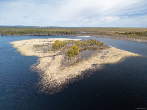 Камыши на озере Дон ты