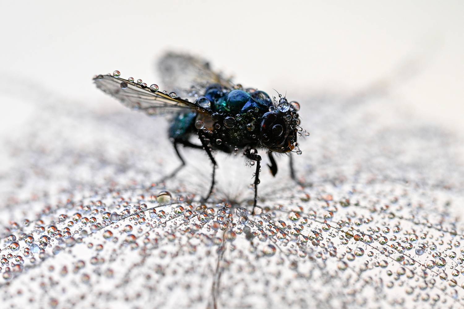 ceclii, macro, Цветан Ганев