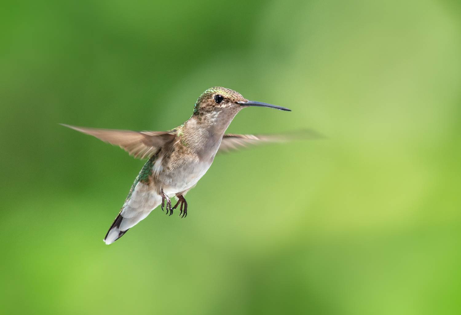 bird, humming, hummingbird, hummingbirds, hummer, rufous, nature, animals, wild, action, dynamic, Atul Saluja
