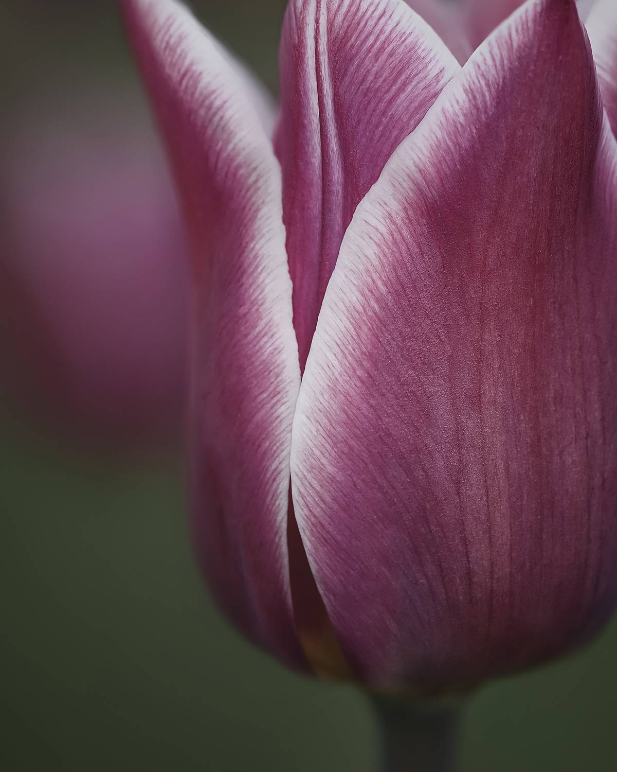 tulip, flower, тюльпан, цветок,  Eirene