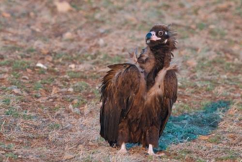 Чёрный гриф