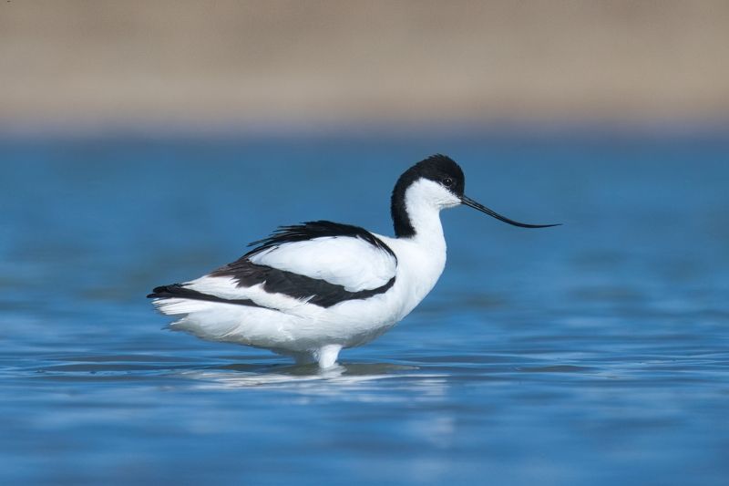 шилоклювка Шилоклювки фото превью