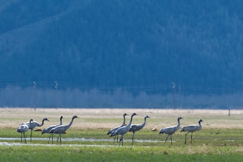Серый журавль фото превью