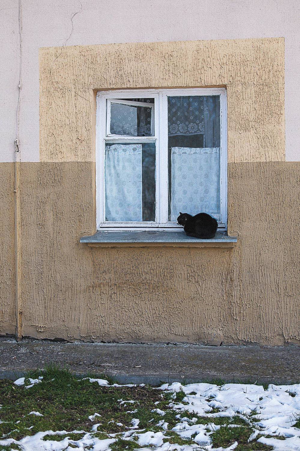 кот, Виктор Мошко