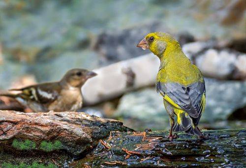 У ручья. (зеленушки)