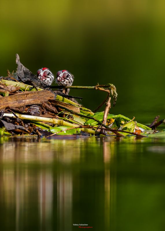 Двое из ларца фото превью