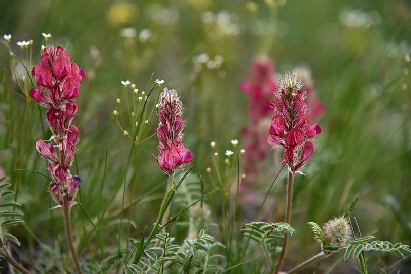 *** фото превью