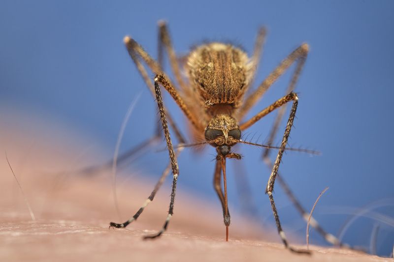 forest mosquito фото превью