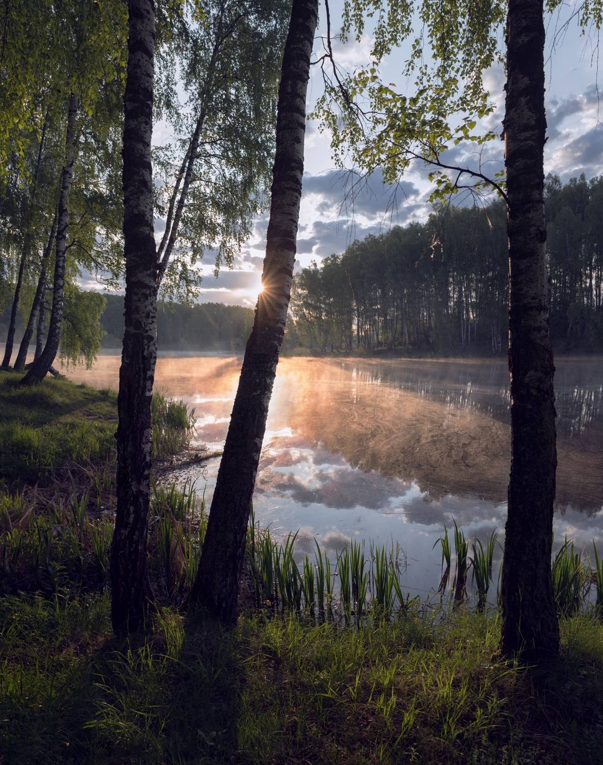 лес, свет, утро, природа, Баранов Олег