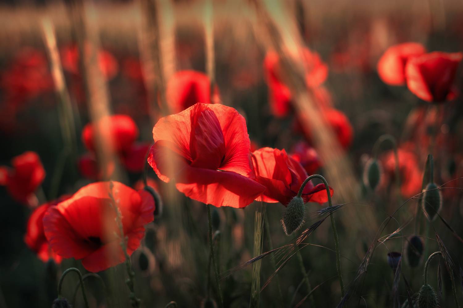 Крым, Гусева Елена