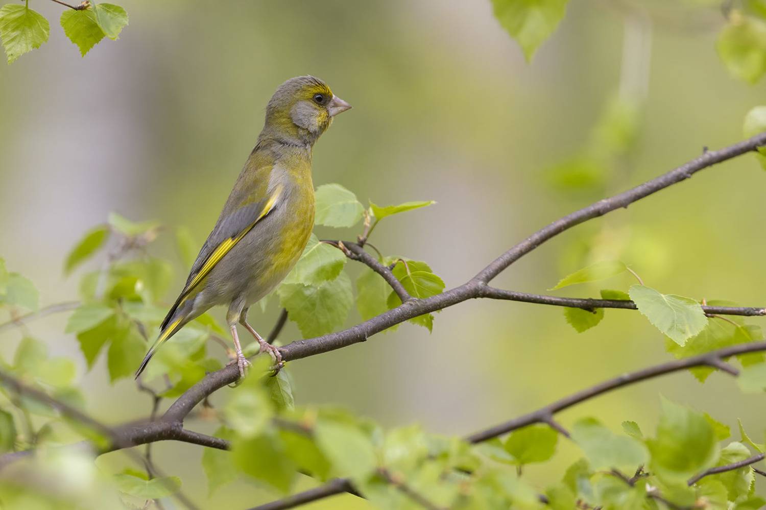 птицы, подмосковье, Елена Давыдова