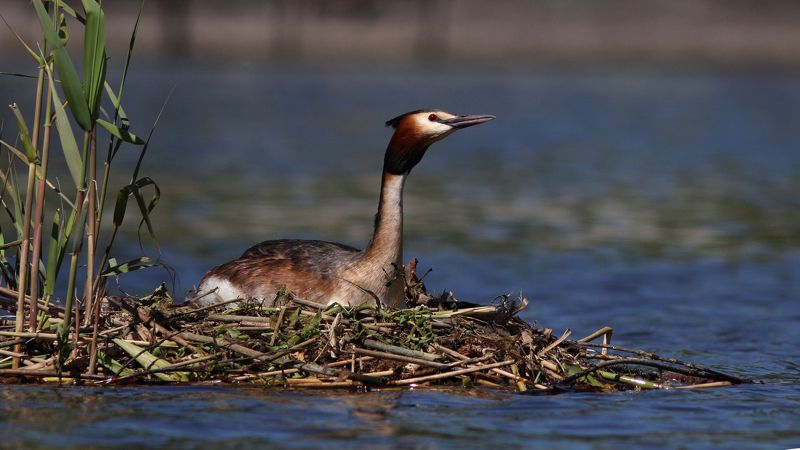 чомга, большая поганка, podiceps cristatus, great crested grebe Чомга на гнезде фото превью