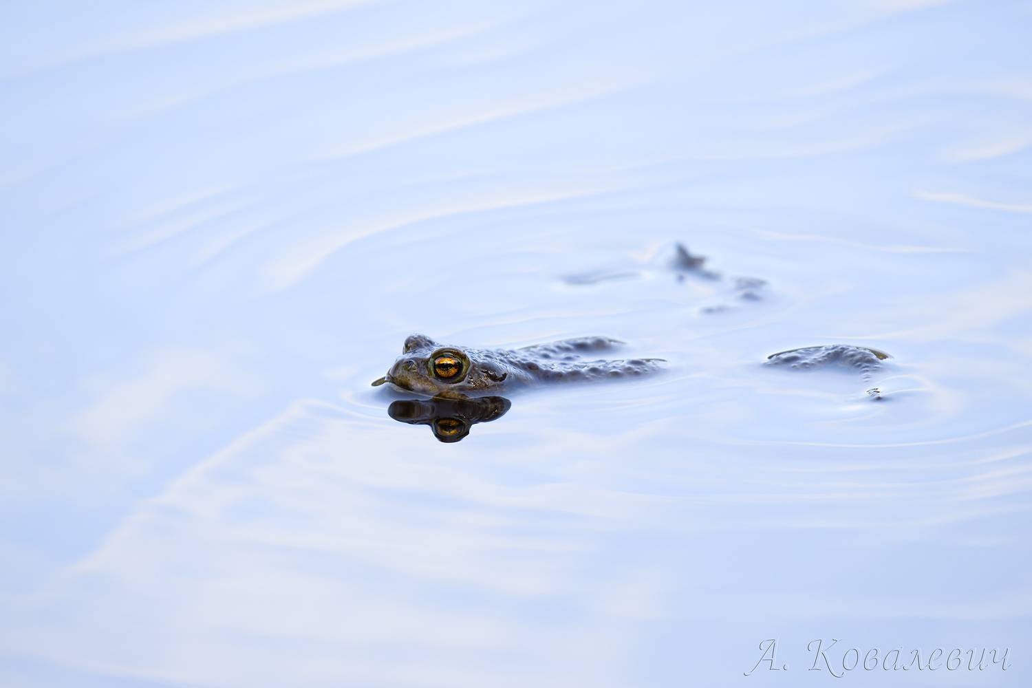 жаба, Ковалевич А.