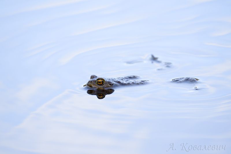 жаба Релакс фото превью