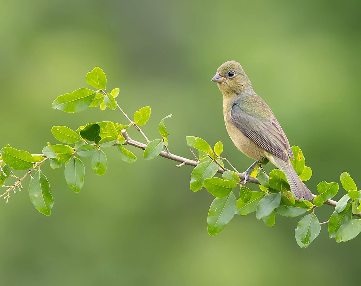 расписной овсянковый кардинал, painted bunting, кардинал,весна, Etkind Elizabeth