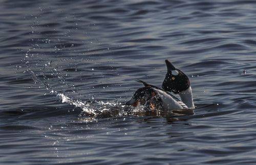 Эйфория любви