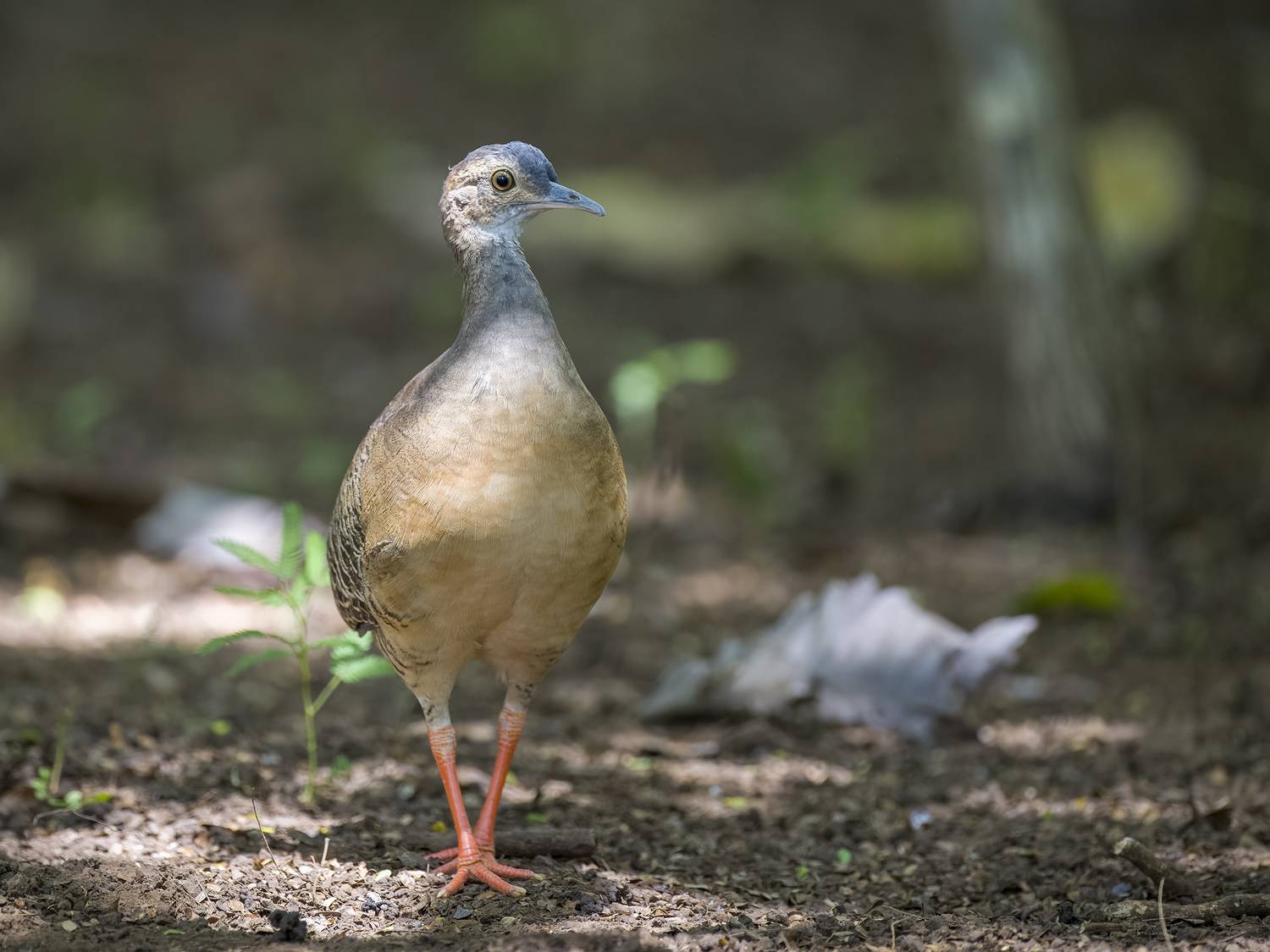 , Burgalin Sequeira Fernando